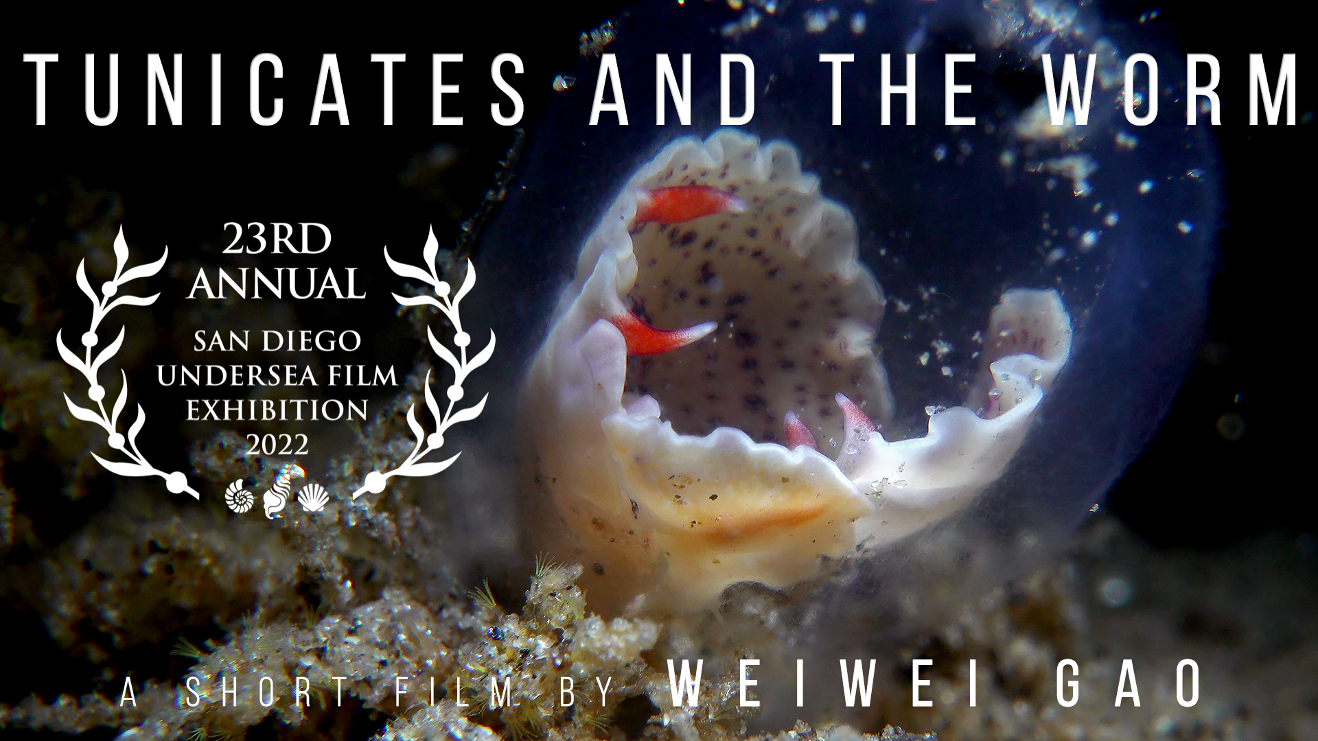 Tunicates and the Worm